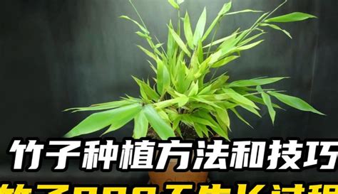 竹子 種植|竹子种植方法和注意事项